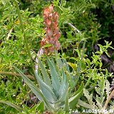 Aloe tenuior ©JA. Audissou.JPG